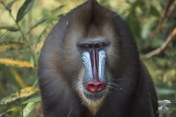 Mandrill1